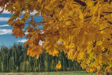 maple leaves on a tree branch, autumn colors, on a blurred background a row of weeping willows with green leaves and a sky with clouds