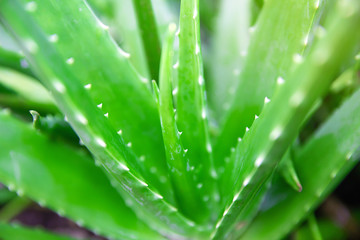 Fresh aloe vera for Health products and medicine herbal.