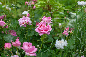 rose / cultivars / Mayor of Casterbridge / メイヤー オブ キャスターブリッジ
