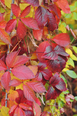 Autumn leaves dyed in beautiful colors