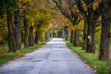 Fototapeta na wymiar Empty road view between trees on a sunny day. Journey in autumn time.