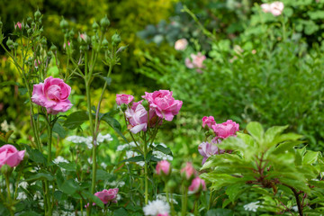 rose / cultivars / Mayor of Casterbridge / メイヤー オブ キャスターブリッジ