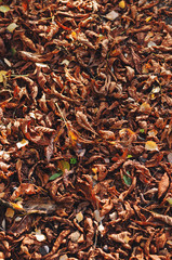 Red and orange autumn leaves background. Outdoor. Colorful backround image of fallen autumn leaves perfect for seasonal use.
