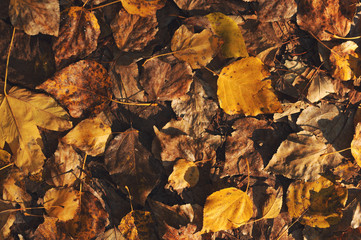Red and orange autumn leaves background. Outdoor. Colorful backround image of fallen autumn leaves perfect for seasonal use.