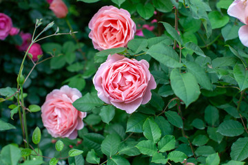 rose / cultivars / Francis Blaise / フランシスブレイズ