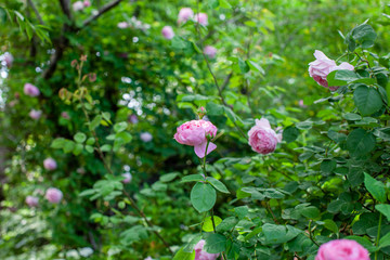 rose / cultivars / Constance Spry / コンスタンススプライ