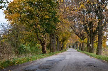 Empty road view between trees on a sunny day. Journey in autumn time.