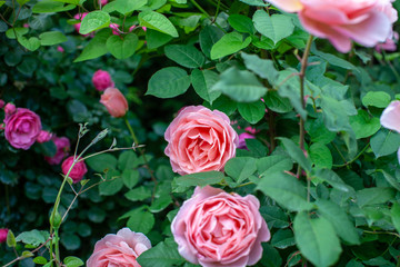 rose / cultivars / Francis Blaise / フランシスブレイズ