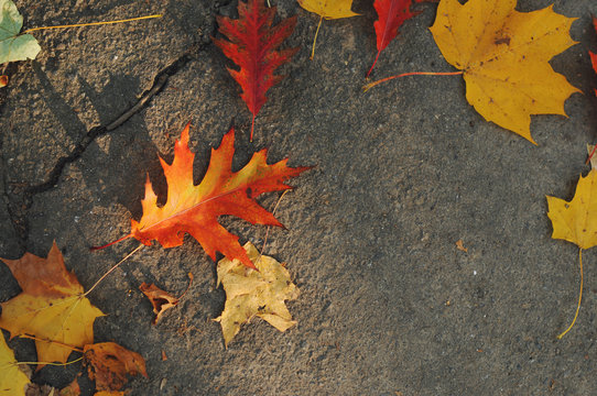 Red and orange autumn leaves background. Outdoor. Colorful backround image of fallen autumn leaves perfect for seasonal use.