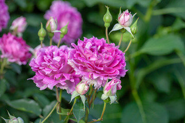 rose / cultivars / Sheherazad / シェエラザード
