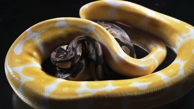 Video of small albino and royal phyton on glass