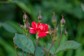 rose / cultivars / Art Nouveau / アール ヌーヴォー