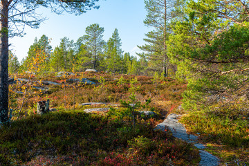 autumn in the park