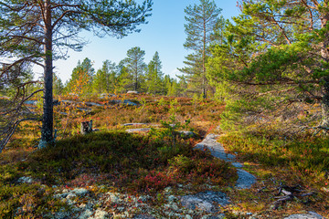 autumn in the park