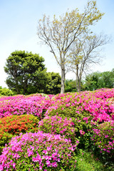 太田和つつじの丘　横須賀市太田和　日本