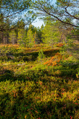 autumn in the park