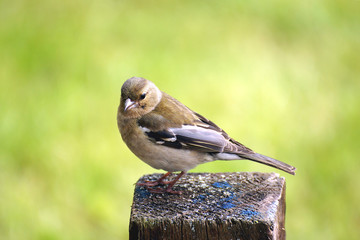 Chaffinch on a Fence Post