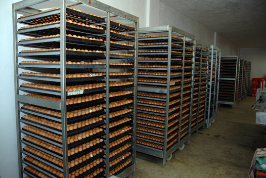 racks of eggs