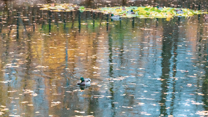 Pond in the autumn park during the rain