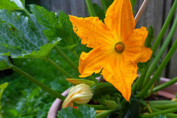 Zucchini Flower