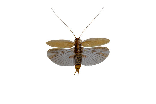 Ectobius Vittiventris - Bernsteinschabe mit ausgebreiteten Fl&uuml;geln