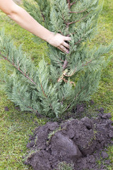 ein nadelbaum wird gepflanzt