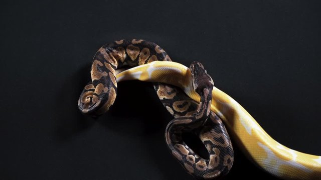 Video of albino and ball royal phyton on dark