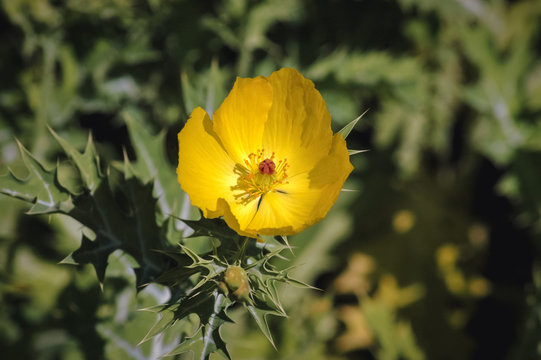 Argemone mexicana yellow flower in the garden, commoly known as Mexican poppy