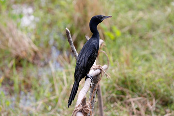 Komaran auf Sri Lanka