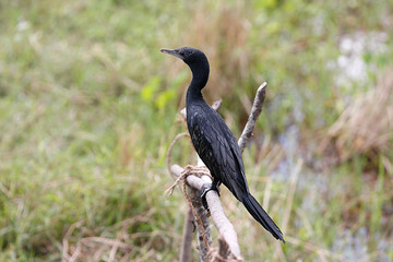 Komaran auf Sri Lanka