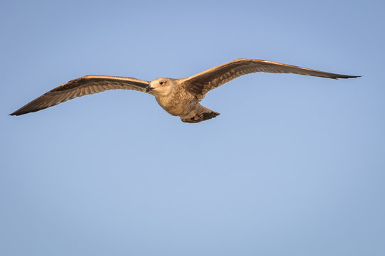 Sea gull flying over batlic Sea in Swinoujscie, Poland