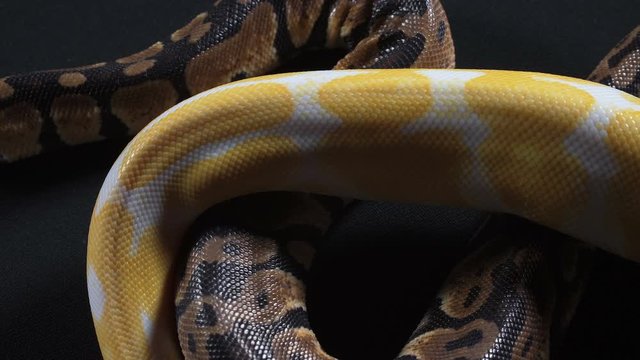 Footage of small albino and royal phyton on dark glass