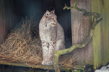 Lynx in show reserve of Bialowieza Forest National Park in Poland