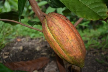 Cocoa Fruit