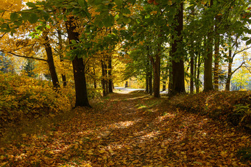 Obraz premium Autumn scene with road in forest with colorful foliage
