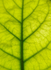 Green leaf texture closeup