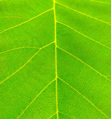 Green leaf texture closeup