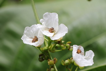 bee on a flower