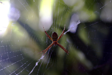 spider on a web