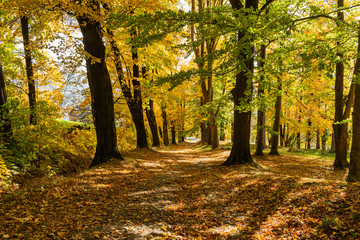 Autumn scene with road in forest with colorful foliage