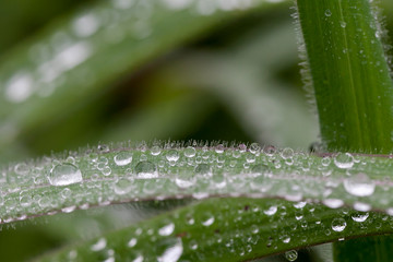 Water drops on green grass