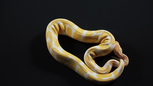 Video of small albino royal phyton on dark texture