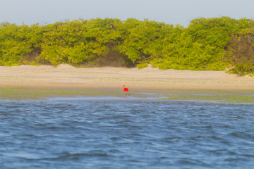 Scarlet ibis from Lencois Maranhenses National Park, Brazil.