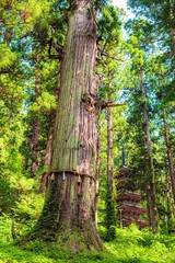 山形県・羽黒山の五重塔と巨木