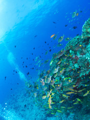 沖縄_慶良間諸島_スキューバダイビング