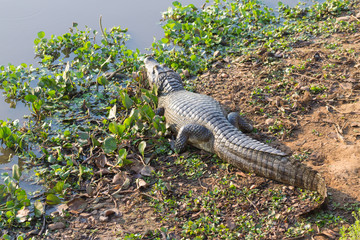 caiman which heats up in the morning sun.
