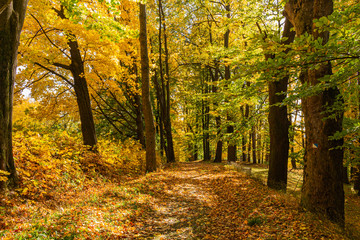 The path leads in one directions. The way to the autumn park in the centre of the forest.