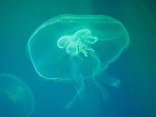 Jellyfish in the aquarium