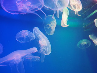 Jellyfish in the aquarium