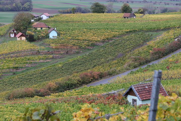 Herbst in den Weinbergen